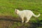 Stray white cat outdoors. Animals, pets, animals day concept. Cat walking.