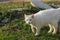 Stray white cat outdoors. Animals, pets, animals day concept. Cat walking.