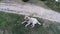 Stray White Dog on a grass lawn near trail