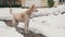 Stray White Dog on a Snowy Street in Winter. Slow Motion