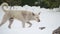 Stray White Dog on a Snowy Street in Winter. Slow Motion