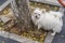 A stray white little pug in the city in front of the roots of the tree