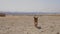 Stray wild dog at the base of the Great Pyramids of Giza in Egypt.