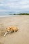 Stray wild dog laying at beach with ocean in background, The Gambia, West Africa