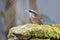 Streak-breasted Scimitar Babbler