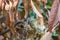 Streak-eared Bubul bird incubates its egg