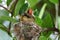 Streak - eared Bulbul