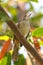 Streak-eared bulbul bird perching on tree branch in the garden,