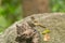 Streak Eared BulBul  bird in the rain forest