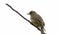 Streak-eared Bulbul on the branch with white sky background