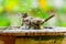 Streak-eared Bulbul enjoy taking a bath in clay bowl of water