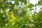 Streak-eared Bulbul in nature on branches