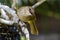 Streak-eared Bulbul (Pycnonotus blanfordi).