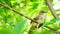 Streak-eared Bulbul Pycnonotus blanfordi bird on tree with natural green