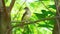 Streak-eared Bulbul Pycnonotus blanfordi bird on tree with natural green