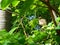 Streak-eared Bulbul Pycnonotus blanfordi bird on tree with natural green