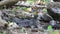 Streak-eared Bulbul and Stripe-throated Bulbul Birds Eating Water in Pond