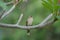 Streak-earedâ€‹ bulbulâ€‹ standâ€‹ing on branchesâ€‹