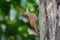 Streak-headed Woodcreeper - Lepidocolaptes souleyetii  passerine bird which breeds in the tropical New World from Mexico to Peru,