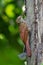 Streak-headed Woodcreeper - Lepidocolaptes souleyetii  passerine bird which breeds in the tropical New World from Mexico to Peru,