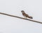 A streak throated swallow resting