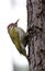 Streak throated woodpecker