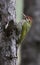 Streak throated woodpecker