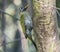 Streak throated Woodpecker female