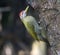 Streak throated Woodpecker male