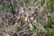 Streaked fantail Warbler