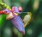 Streaked Spiderhunter bird