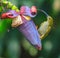 Streaked Spiderhunter bird