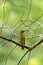 Streaked Spiderhunter perching on perch, sticking out its tongue isolated on blur green background