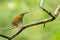 Streaked Spiderhunter perching on perch, stretching its wing isolated on blur green background