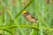 Streaked Weaver