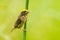 Streaked Weaver