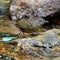 Streaked Wren Babbler