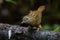 Streaked Wren Babbler (Napothera brevicaudata )