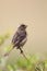 Streaky-headed Seedeater (Serinus gularis)