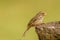 Streaky Seedeater Crithagra striolatus, a finch bird, Uganda.