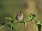 Streaky seedeater, Serinus striolatus