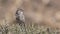 Streaky Seedeater on Shruberry