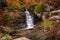 Stream cascading past ferns in forest