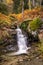 Stream cascading past ferns in forest