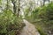 Stream crossing a leafless forest