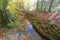 Stream in Decoy Country Park, Devon in Autumn