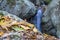 The stream falls between the moss-covered stones.