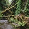 Stream in Fern Canyon