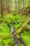 Stream with ferns in an old forest ravine