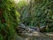 Stream Flowing Through Fern Canyon, Redwoods National Park